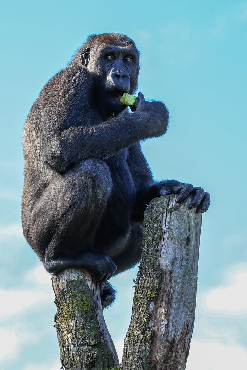 Bwindi Impenetrable Forest